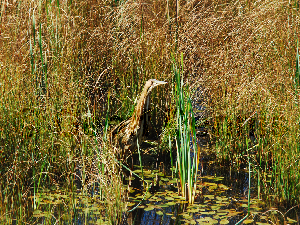 AMBI-AA_American-Bittern