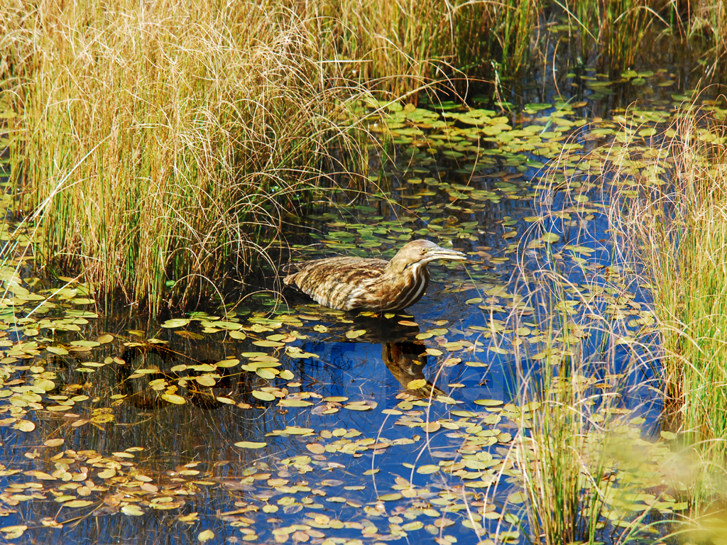 AMBI-AB_American-Bittern