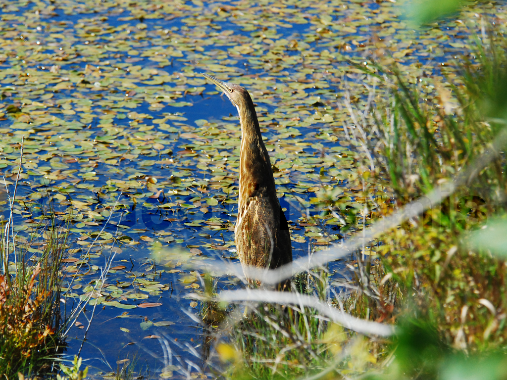 AMBI-AC_American-Bittern