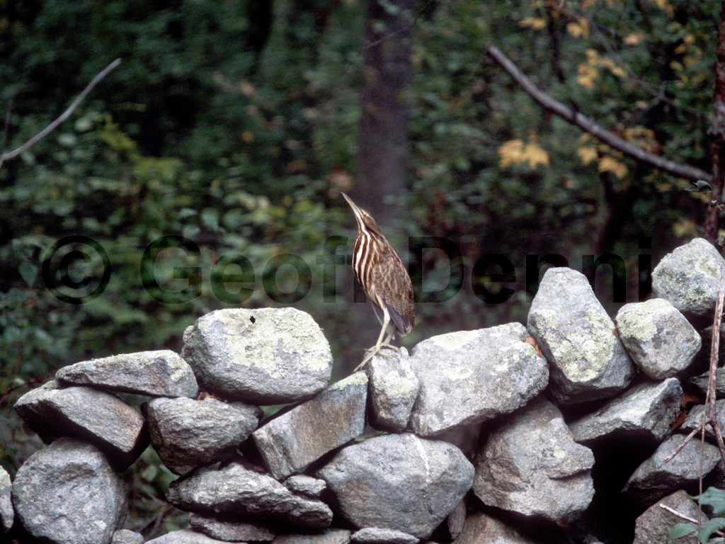 AMBI-AD_American-Bittern