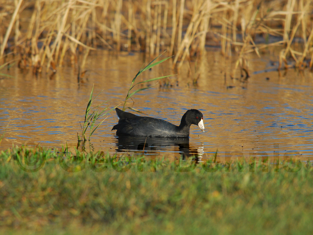 AMCO-AA_American-Coot
