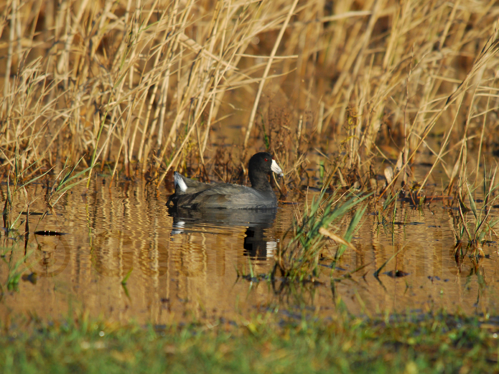 AMCO-AB_American-Coot