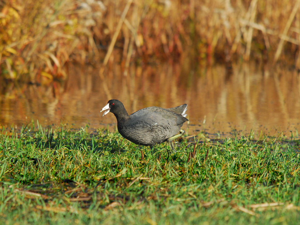 AMCO-AC_American-Coot