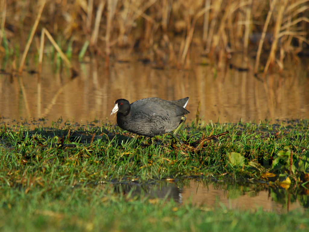 AMCO-AD_American-Coot