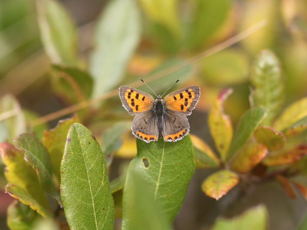 American-Copper-AA