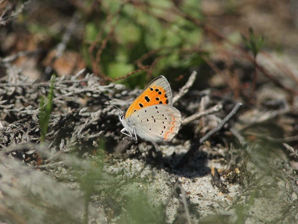 American-Copper-AE