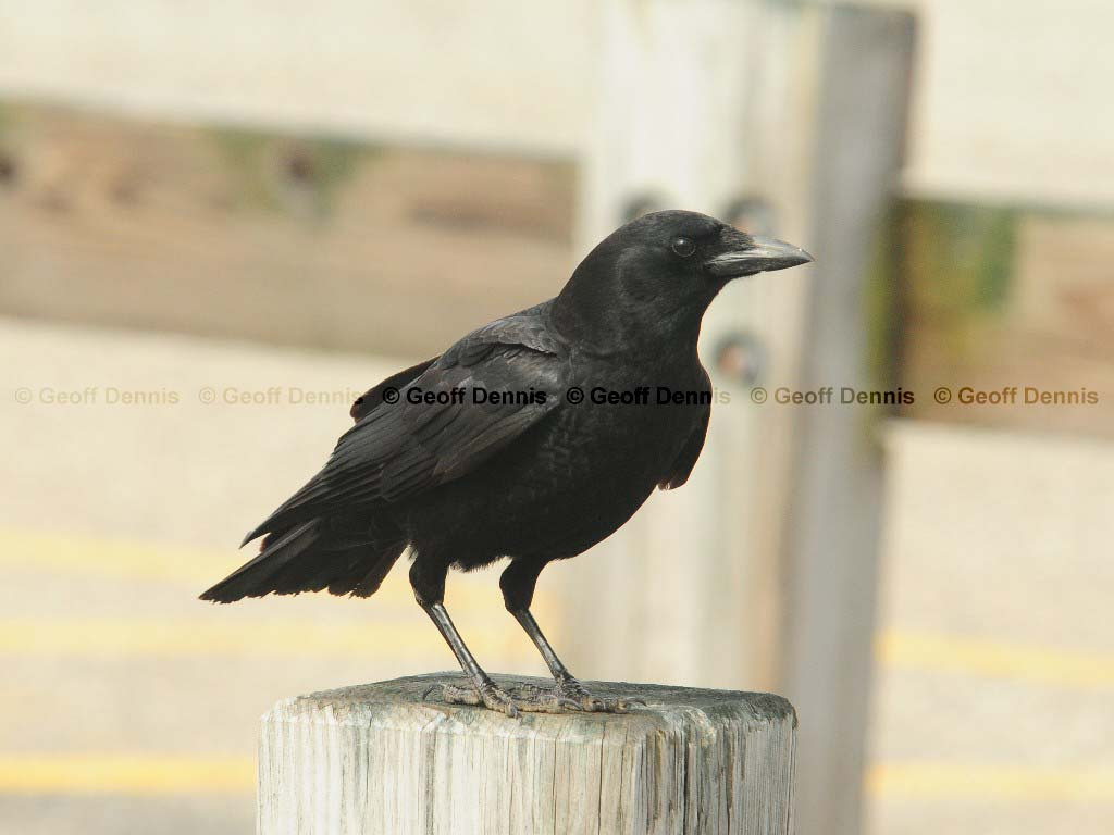 AMCR-AA_American-Crow
