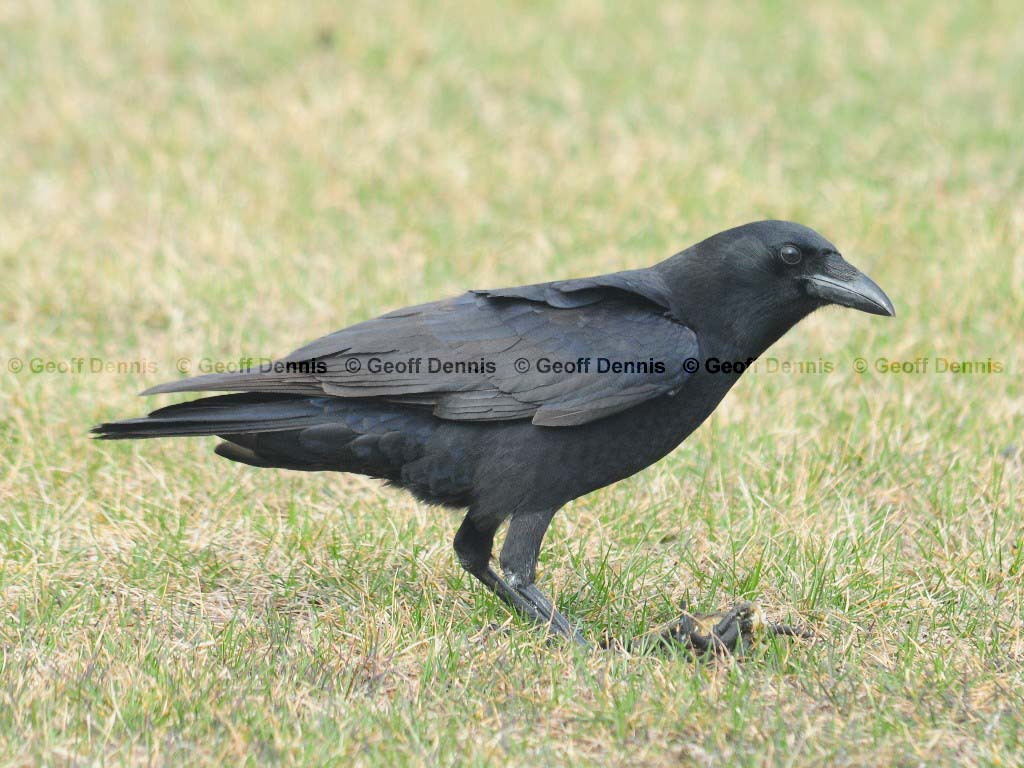 AMCR-AB_American-Crow