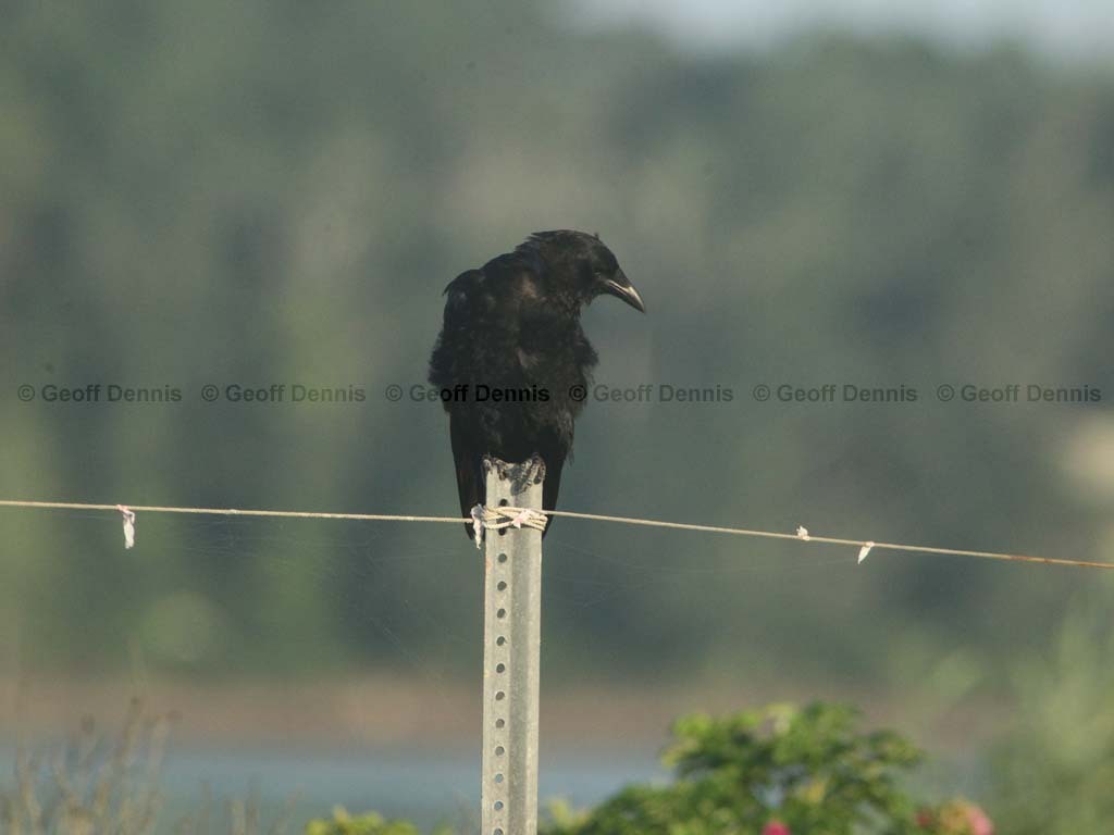 AMCR-AC_American-Crow