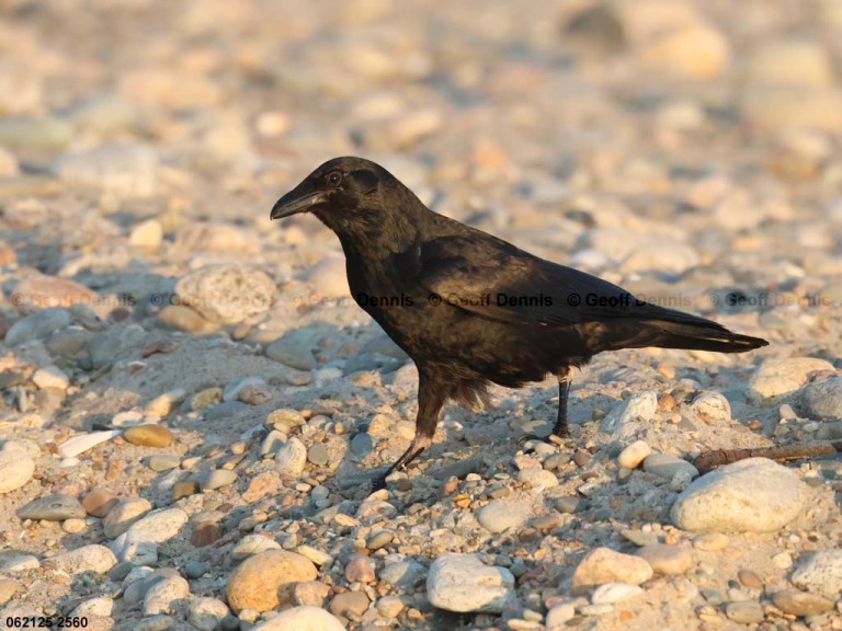 AMCR-AD_American-Crow