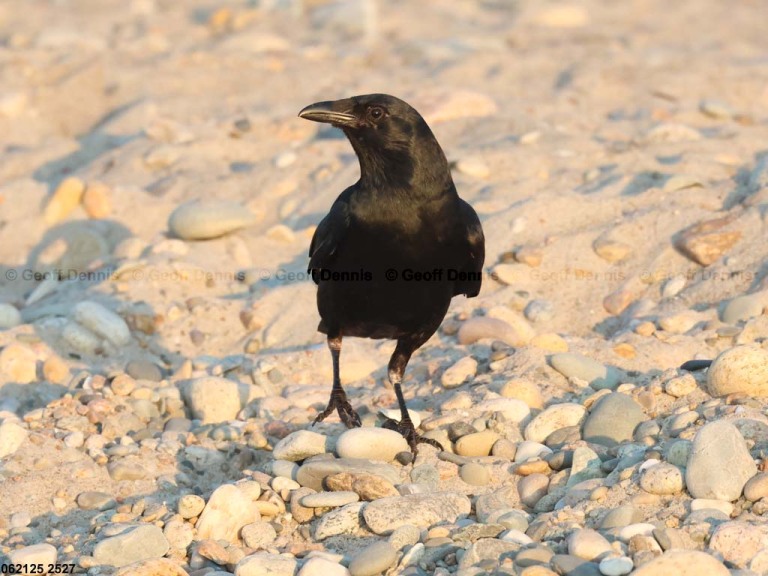 AMCR-AE_American-Crow