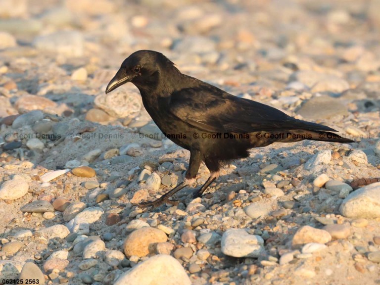 AMCR-AF_American-Crow