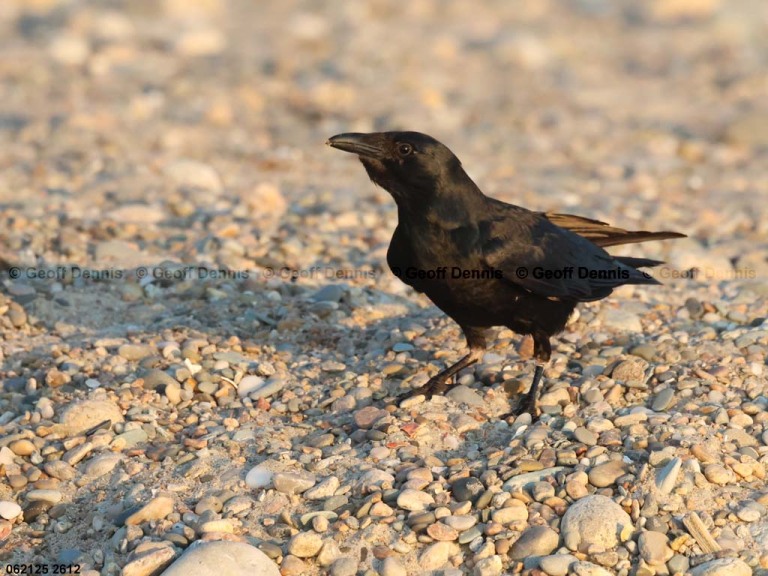 AMCR-AG_American-Crow