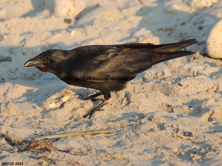 AMCR-AH_American-Crow