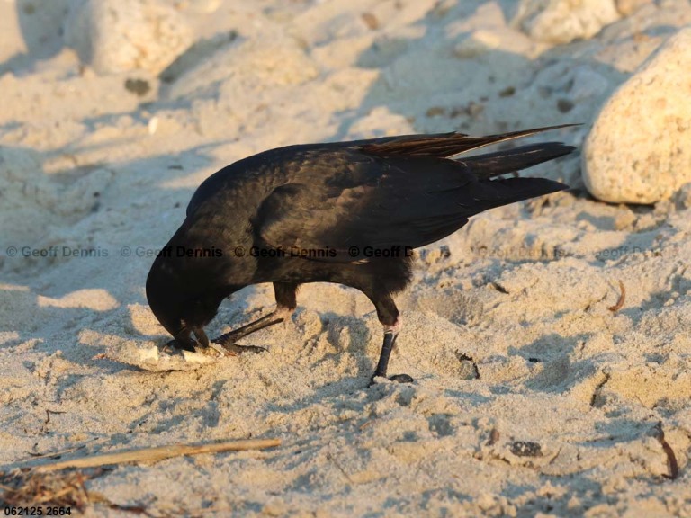 AMCR-AI_American-Crow