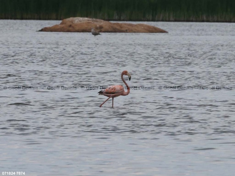 AMFL-AA_American-Flamingo