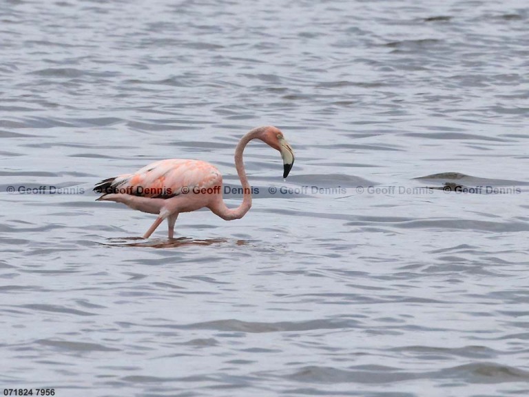 AMFL-AB_American-Flamingo