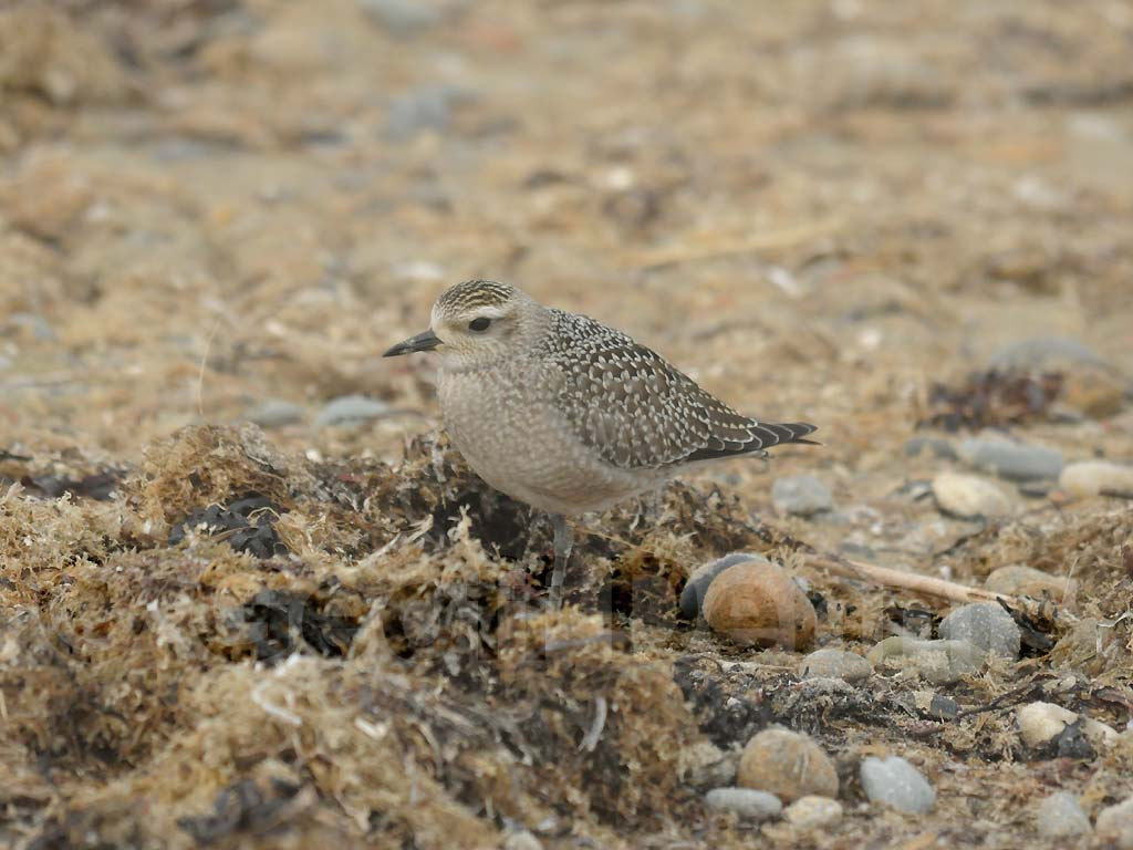 AMGP-AA_American-Golden-Plover