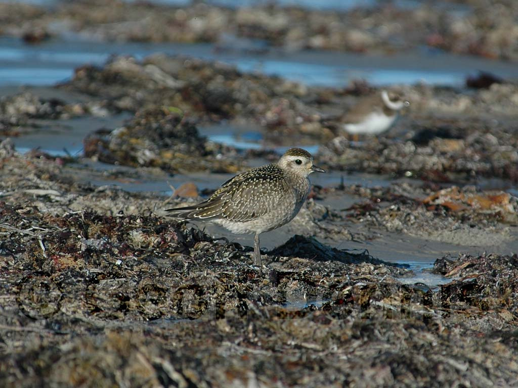 AMGP-AB_American-Golden-Plover