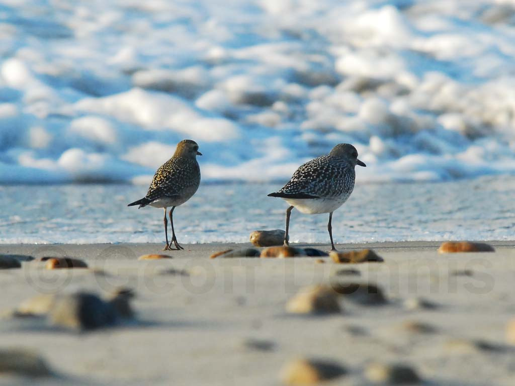 AMGP-AC_American-Golden-Plover
