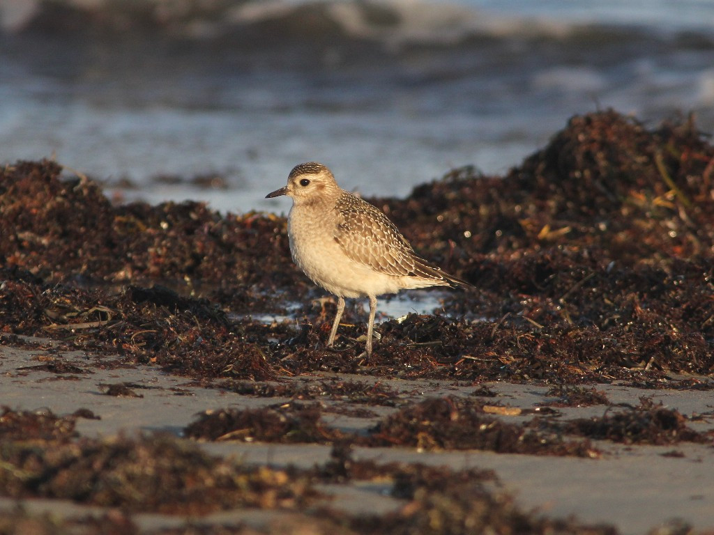 AMGP-AD_American-Golden-Plover