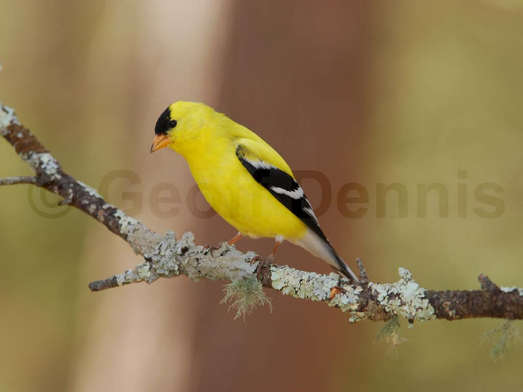 AMGO-AA_American-Goldfinch