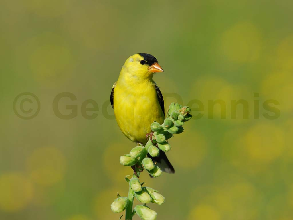 AMGO-AB_American-Goldfinch