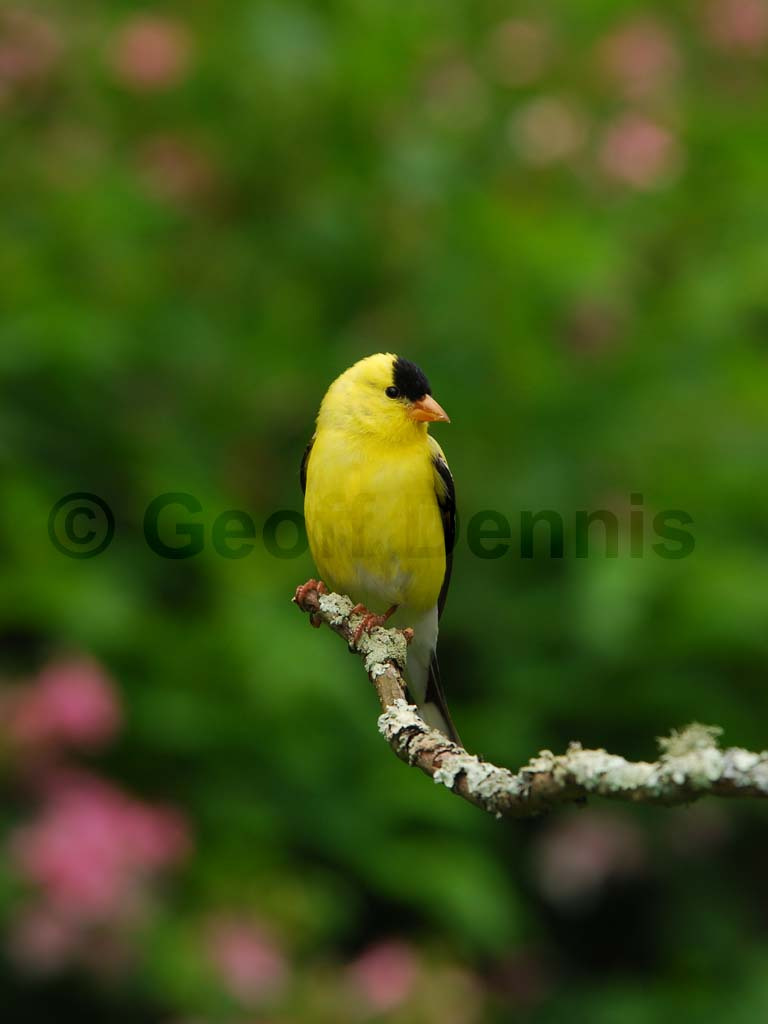 AMGO-AC_American-Goldfinch