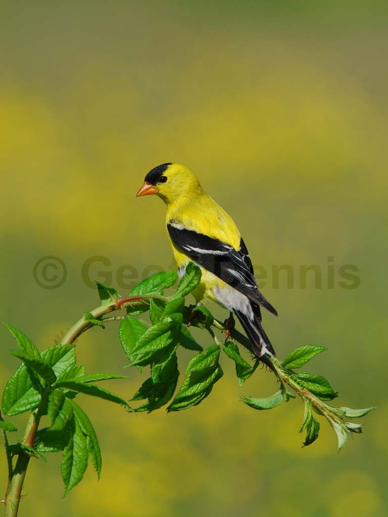 AMGO-AD_American-Goldfinch