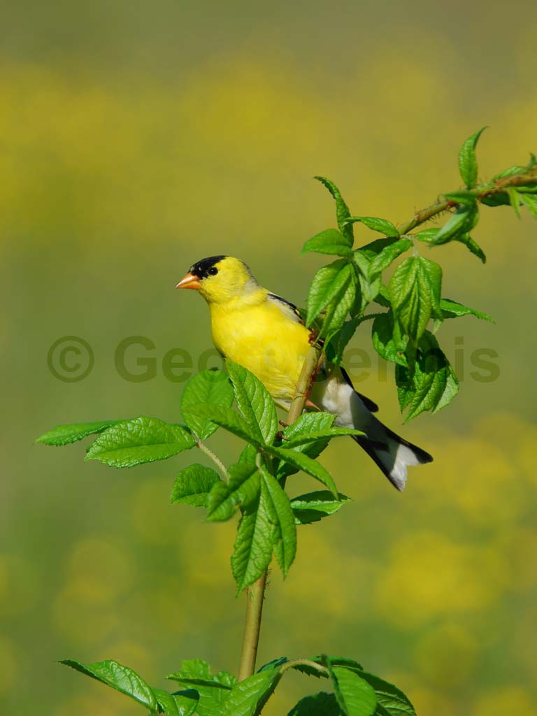 AMGO-AE_American-Goldfinch