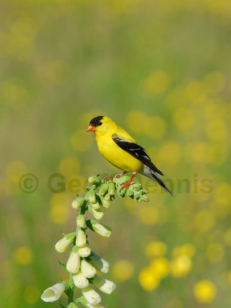 AMGO-AF_American-Goldfinch