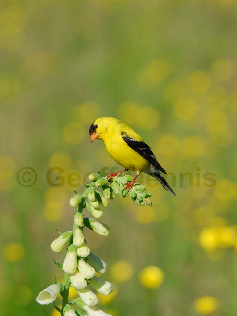 AMGO-AG_American-Goldfinch
