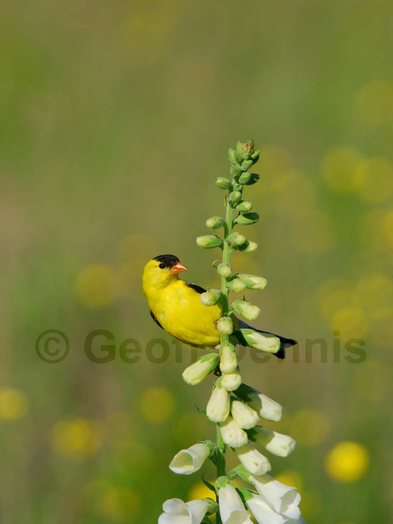 AMGO-AH_American-Goldfinch