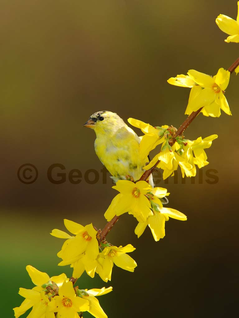 AMGO-AI_American-Goldfinch