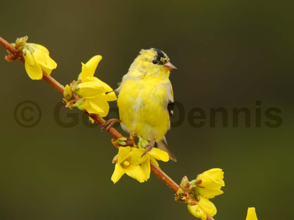 AMGO-AJ_American-Goldfinch