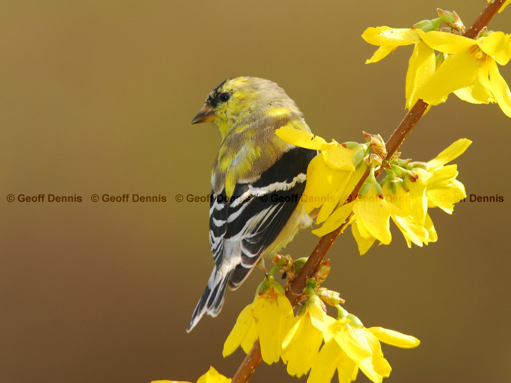 AMGO-AK_American-Goldfinch