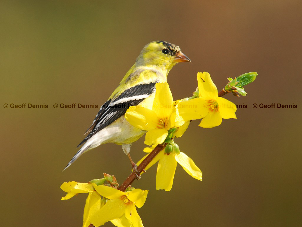 AMGO-AL_American-Goldfinch