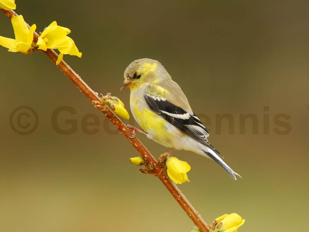AMGO-AM_American-Goldfinch