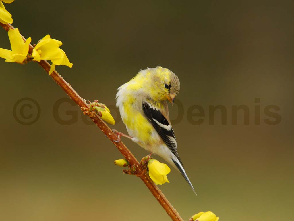 AMGO-AN_American-Goldfinch