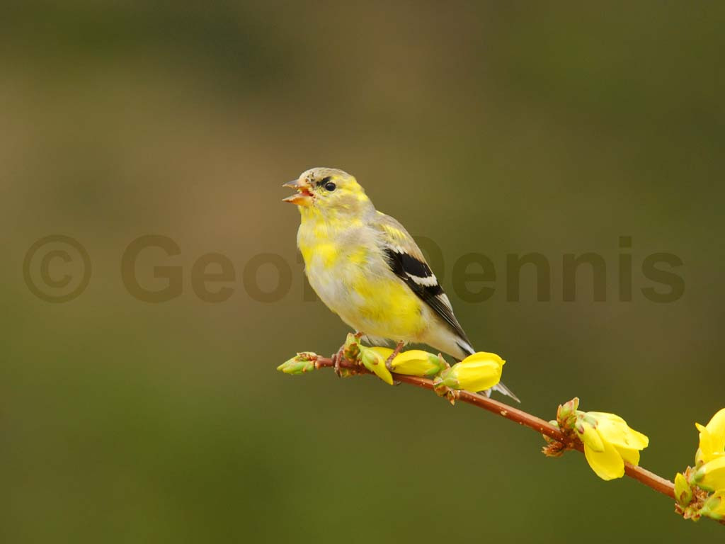 AMGO-AO_American-Goldfinch