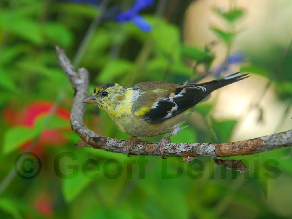 AMGO-AP_American-Goldfinch