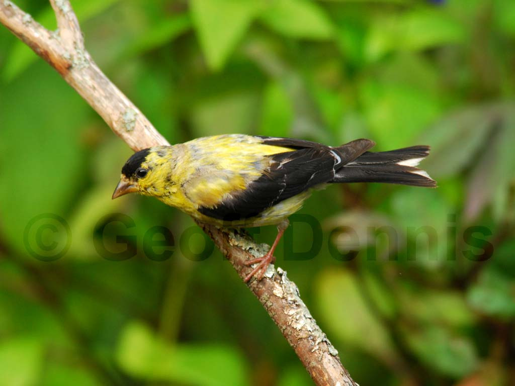 AMGO-AQ_American-Goldfinch