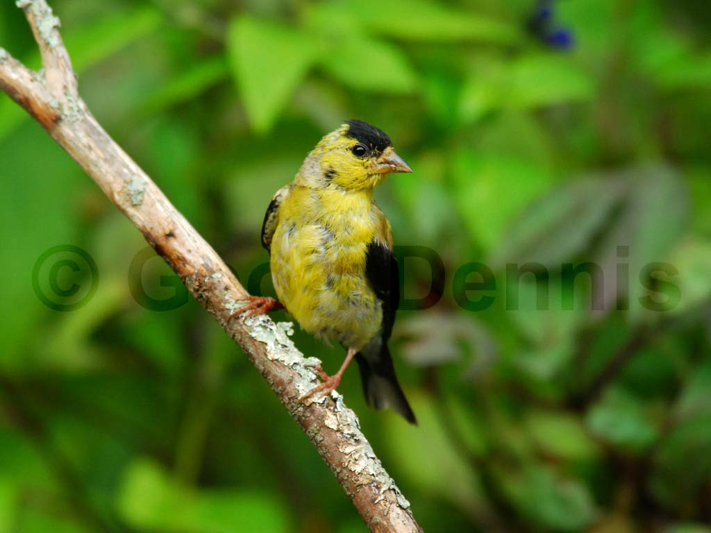 AMGO-AR_American-Goldfinch