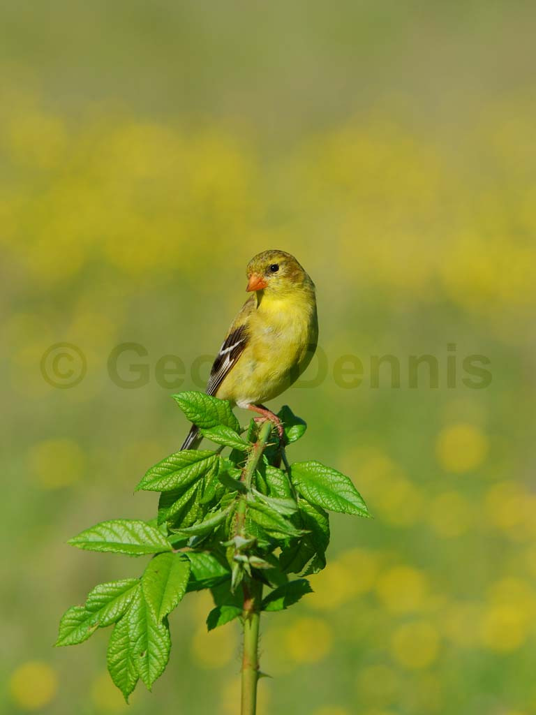 AMGO-AS_American-Goldfinch