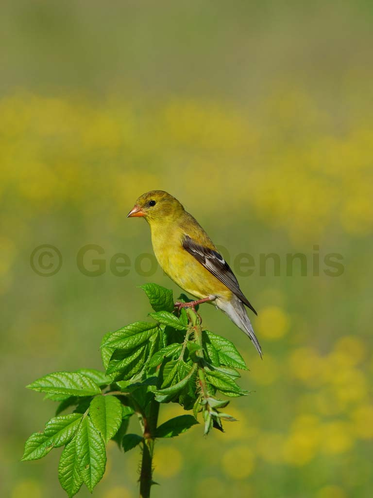 AMGO-AT_American-Goldfinch