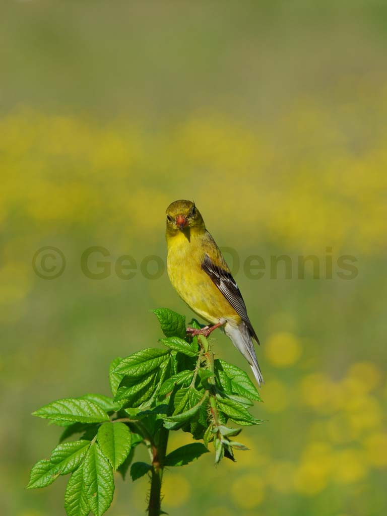 AMGO-AU_American-Goldfinch