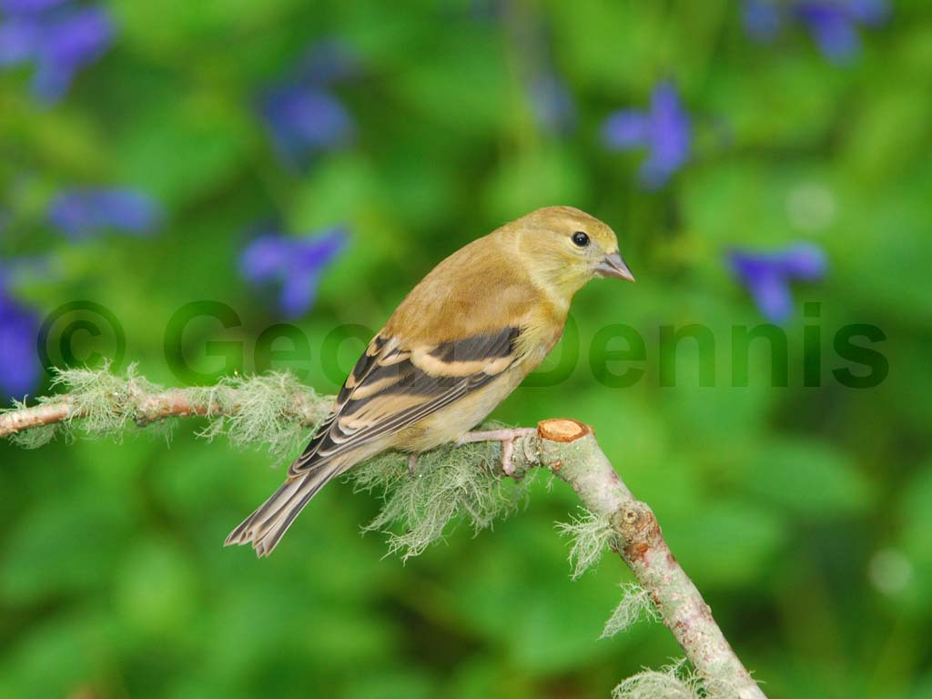 AMGO-AV_American-Goldfinch