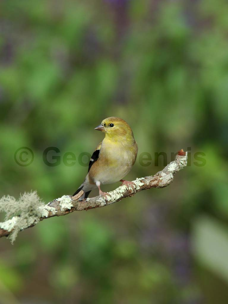 AMGO-AW_American-Goldfinch