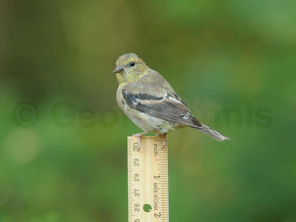 AMGO-AX_American-Goldfinch