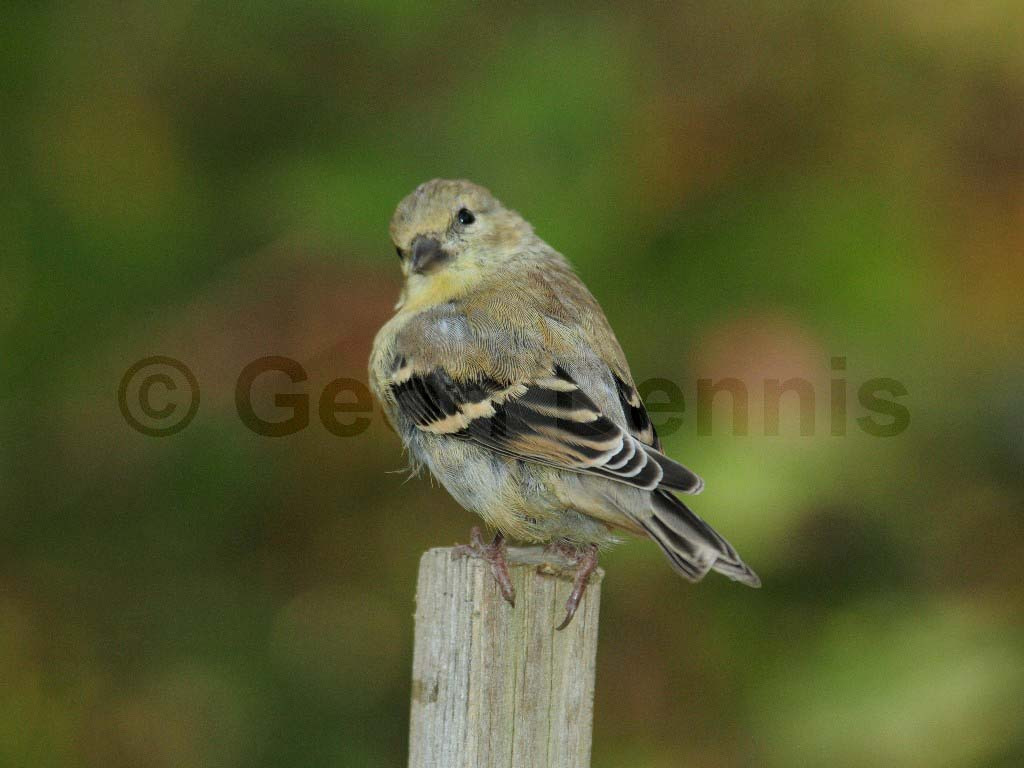 AMGO-AY_American-Goldfinch